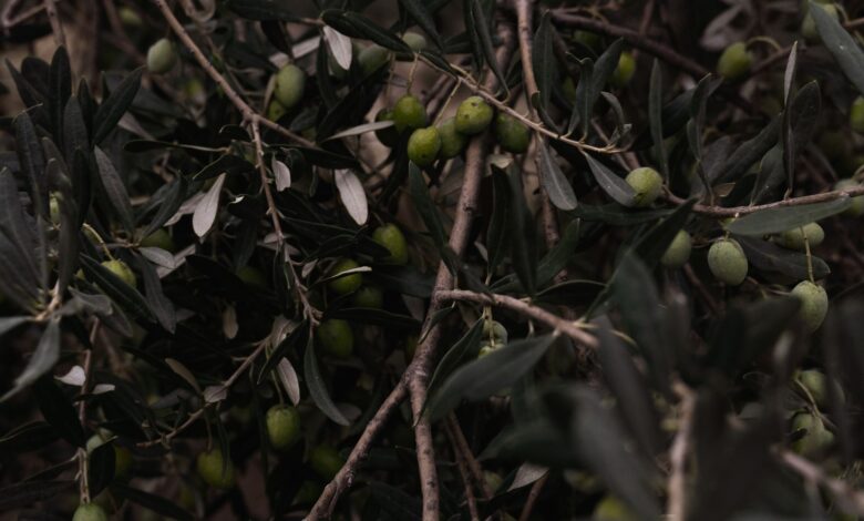 Tarihi Zeytin Mirası, Sağlıklı Gelecek İçin İyi Tarım Gereğini Vurguluyor Tarihi Zeytin Mirası, Sağlıklı Gelecek İçin İyi Tarım Gereğini Vurguluyor