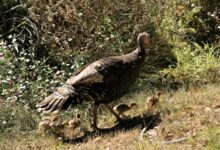 Üç Çocuk Annesi, Devlet Desteğiyle Kendi Çiftliğini Kurdu