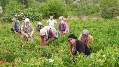 Büyükşehir Belediyesi Mevsimlik Tarım İşçilerine Destek Oldu Büyükşehir Belediyesi Mevsimlik Tarım İşçilerine Destek Oldu