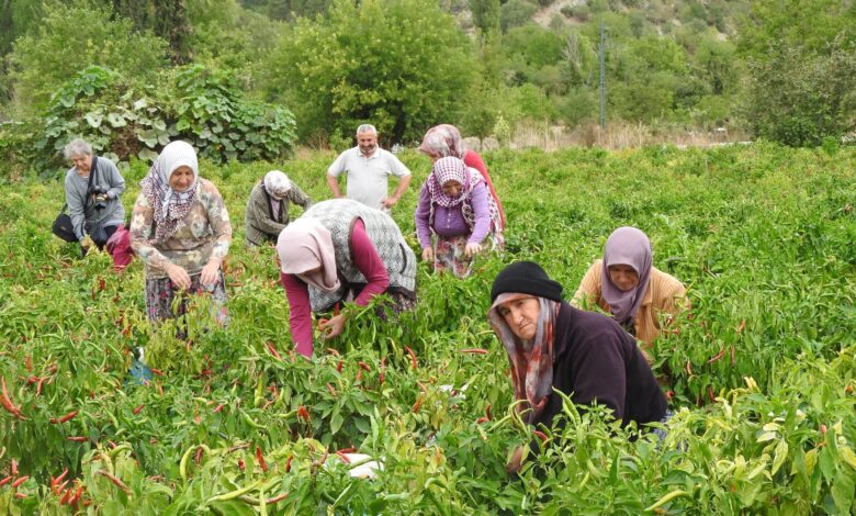 Büyükşehir Belediyesi Mevsimlik Tarım İşçilerine Destek Oldu