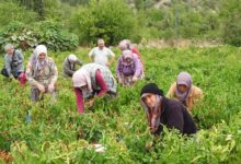 Gökçeada'da "TÜME Tarım Rotası Programı" Düzenlendi
