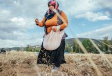 Malya Tarım İşlenmiş Tohumları Bayilerle Çiftçilere Dağıtıyor