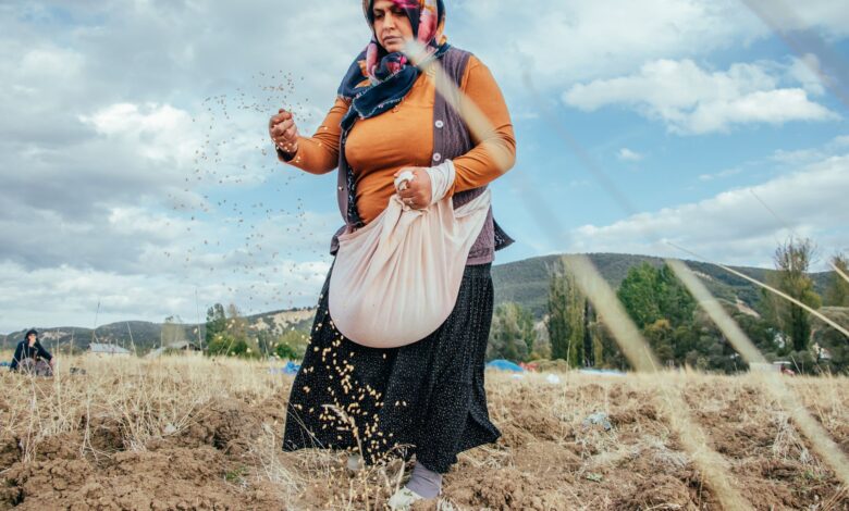 Malya Tarım İşlenmiş Tohumları Bayilerle Çiftçilere Dağıtıyor
