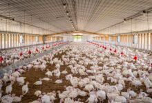 Tekirdağ'da Çiftçiler Yeni Tarım Rotası Böğürtlene Yöneliyor