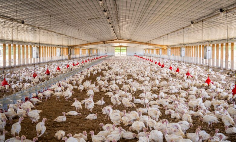 Tekirdağ'da Çiftçiler Yeni Tarım Rotası Böğürtlene Yöneliyor Tekirdağ'da Çiftçiler Yeni Tarım Rotası Böğürtlene Yöneliyor