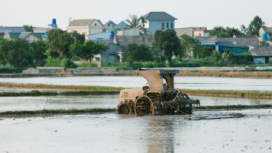 Vietnam Tarımında İşletmeler Gelişim İçin Destek Talep Ediyor Vietnam Tarımında İşletmeler Gelişim İçin Destek Talep Ediyor