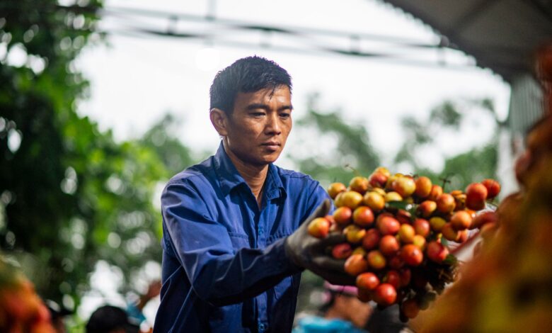 Vietnam Tarım İhracatını Değer Katkısıyla Artırma Stratejisi Geliştiriyor