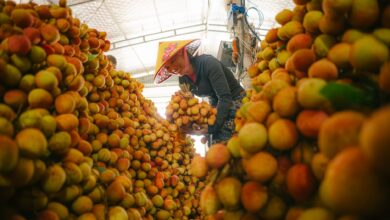 Vietnam Tarım Ürünleri İçin Ticaret Teşviki Pazar İvmesi Yaratıyor