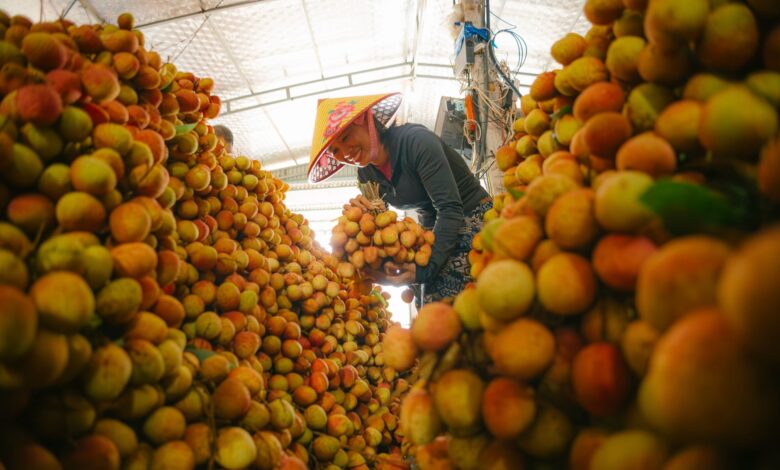 Vietnam Tarım Ürünleri İçin Ticaret Teşviki Pazar İvmesi Yaratıyor