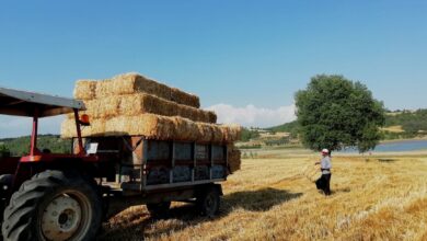 Adana'da Dolu Vuran Tarım Arazilerinde Zarar Tespit İncelemeleri Başladı Adana'da Dolu Vuran Tarım Arazilerinde Zarar Tespit İncelemeleri Başladı