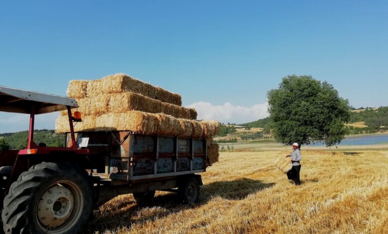 Adana'da Dolu Vuran Tarım Arazilerinde Zarar Tespit İncelemeleri Başladı Adana'da Dolu Vuran Tarım Arazilerinde Zarar Tespit İncelemeleri Başladı