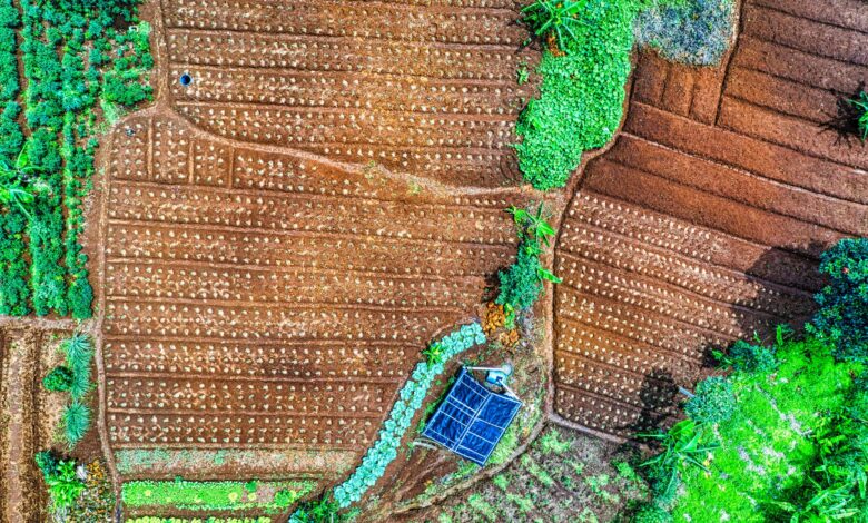 Agrivoltaik Tarım: Gıda ve Enerji Üretiminde Çift Kazanım Agrivoltaik Tarım: Gıda ve Enerji Üretiminde Çift Kazanım