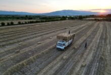 Denizli Tarım Arazisi Yangını Söndürüldü: Ekipler Hızla Müdahale Etti