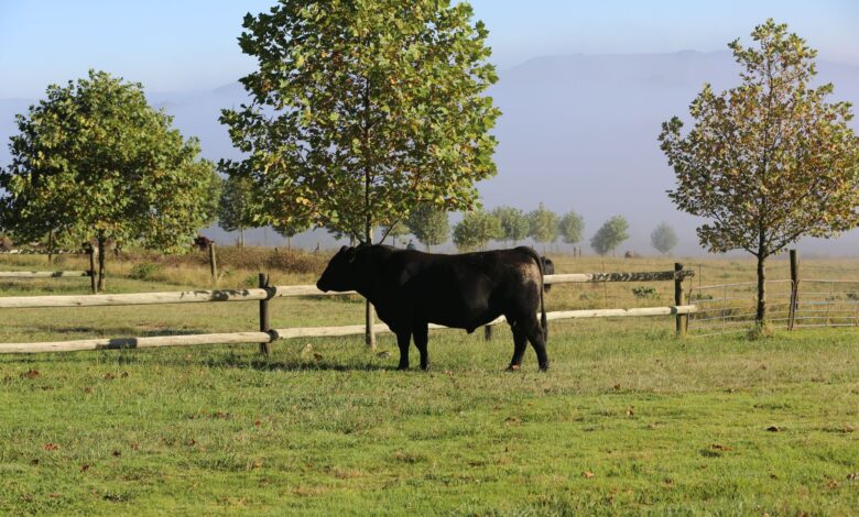 Iğdır TİGEM'de Yetişen Angus Sığırları Üreticiye Ulaşıyor Iğdır TİGEM'de Yetişen Angus Sığırları Üreticiye Ulaşıyor
