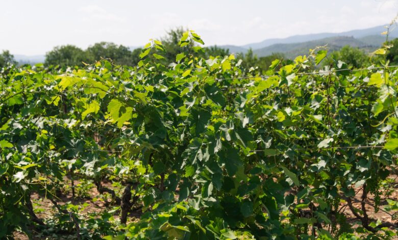Manisa Bağcılık ve Tarım Çalıştayı Sonuç Beyannamesi Açıklandı