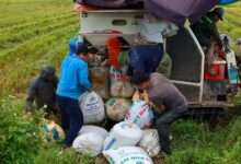 Vietnam, Tarımda Şeffaflık İçin Hammadde Alanlarını Dijitalleştirme Kararı Aldı