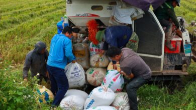 Vietnam, Tarımda Şeffaflık İçin Hammadde Alanlarını Dijitalleştirme Kararı Aldı Vietnam, Tarımda Şeffaflık İçin Hammadde Alanlarını Dijitalleştirme Kararı Aldı