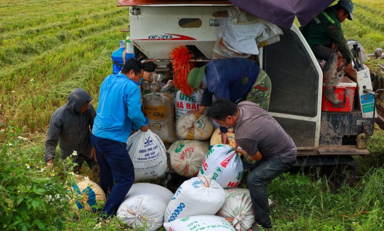 Vietnam, Tarımda Şeffaflık İçin Hammadde Alanlarını Dijitalleştirme Kararı Aldı