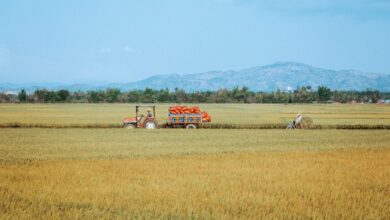 Tarım Sigortası, Vietnam'da Doğal Afetlere Karşı Risk Aracı Tarım Sigortası, Vietnam'da Doğal Afetlere Karşı Risk Aracı