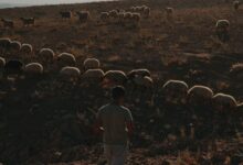 Cizre'de Tarım ve Hayvancılık Çalışmaları Kapsamlı Değerlendirildi