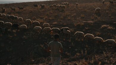 Cizre'de Tarım ve Hayvancılık Çalışmaları Kapsamlı Değerlendirildi