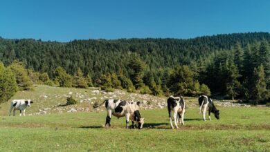 Kahramanmaraş 10. Tarım Fuarı Resmi Açılışla Kapılarını Açtı Kahramanmaraş 10. Tarım Fuarı Resmi Açılışla Kapılarını Açtı