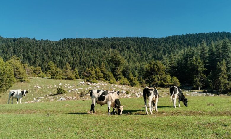 Kahramanmaraş 10. Tarım Fuarı Resmi Açılışla Kapılarını Açtı Kahramanmaraş 10. Tarım Fuarı Resmi Açılışla Kapılarını Açtı