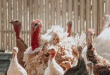 Türkiye'de 22 Tarım Girişimcisi Yapay Zeka ile Otonom Çiftliğe Geçiyor