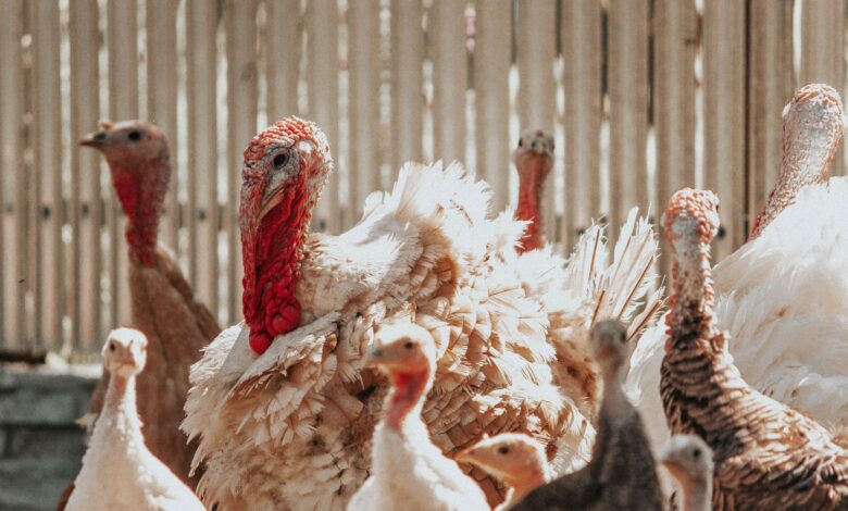 Türkiye'de 22 Tarım Girişimcisi Yapay Zeka ile Otonom Çiftliğe Geçiyor Türkiye'de 22 Tarım Girişimcisi Yapay Zeka ile Otonom Çiftliğe Geçiyor